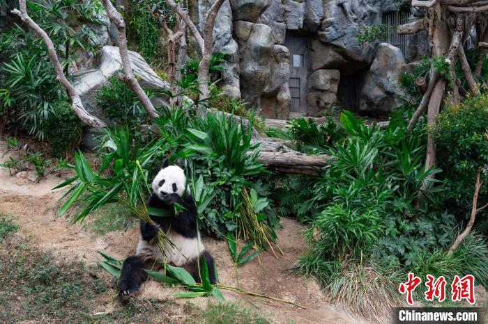 香港赛马会捐逾1.21亿港元 支持海洋公园提升大熊猫馆设施等